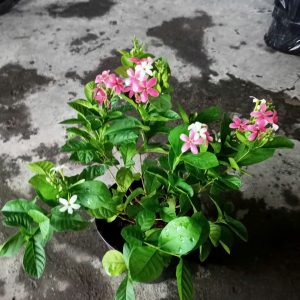 Cây trang leo đứng (sử quân tử dạng bụi)