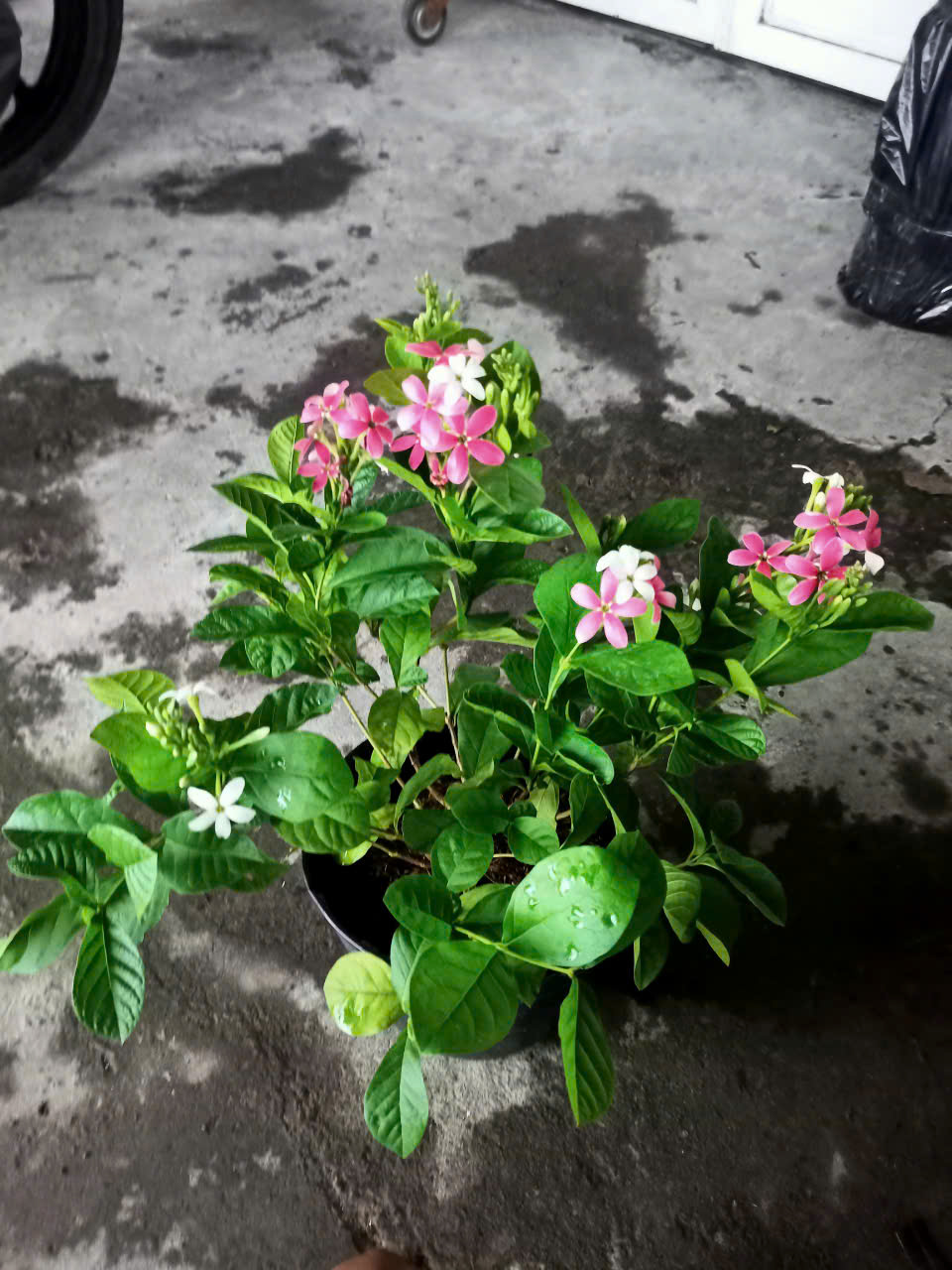 Cây trang leo đứng (sử quân tử dạng bụi)