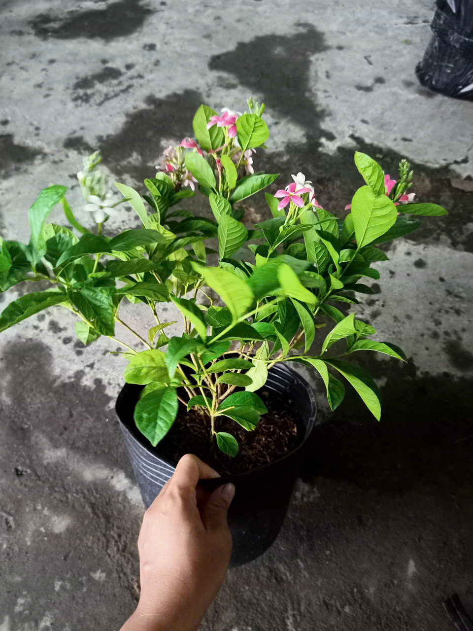 Cây trang leo đứng (sử quân tử dạng bụi)