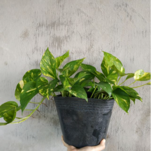 [Cây phong thủy] Trầu bà - CayGiongTot