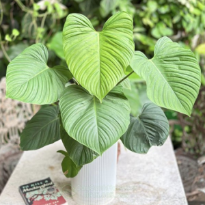 Cây giống trầu bà Fuzzy