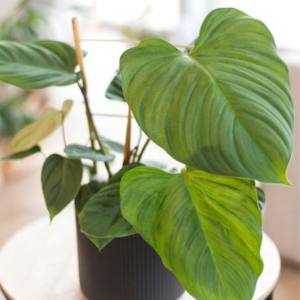 Cây giống trầu bà Fuzzy