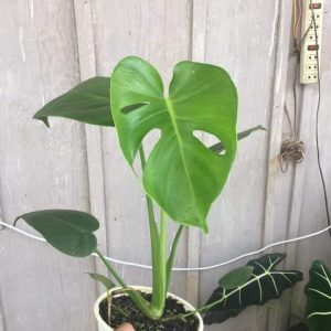 Cây giống trầu bà Nam Mỹ lá xẻ Monstera Deliciosa - cây phong thủy nội thất sân vườn