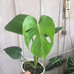 Cây giống trầu bà Nam Mỹ lá xẻ Monstera Deliciosa - cây phong thủy nội thất sân vườn