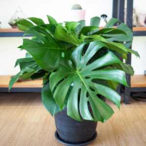 Cây giống trầu bà Nam Mỹ lá xẻ Monstera Deliciosa - cây phong thủy nội thất sân vườn