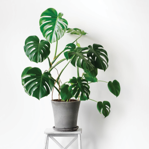 Cây giống trầu bà Nam Mỹ lá xẻ Monstera Deliciosa - cây phong thủy nội thất sân vườn