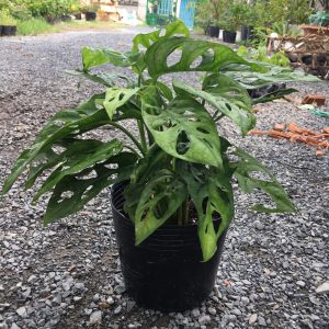 Cây trầu bà cửa sổ - trầu bà lỗ để bàn