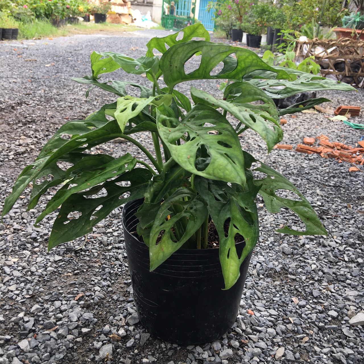 trau-ba-lo-2 Cây trầu bà cửa sổ - trầu bà lỗ để bàn