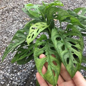 Cây trầu bà cửa sổ - trầu bà lỗ để bàn