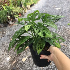 Cây trầu bà cửa sổ - trầu bà lỗ để bàn