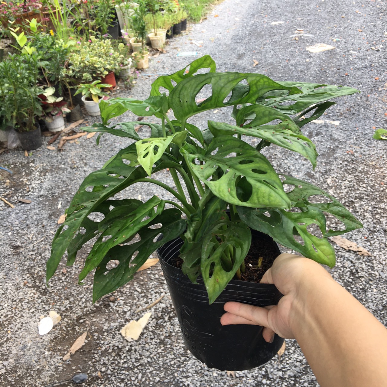 trau-ba-lo Cây trầu bà cửa sổ - trầu bà lỗ để bàn