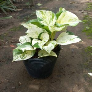 Chậu trầu bà Epipremnum aureum Manjula/ Manjula Pothos