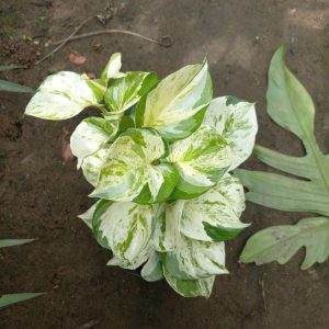 Chậu trầu bà Epipremnum aureum Manjula/ Manjula Pothos