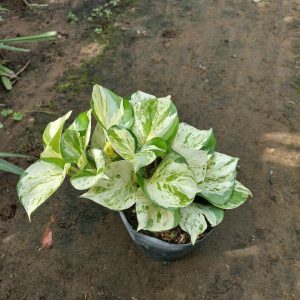 Chậu trầu bà Epipremnum aureum Manjula/ Manjula Pothos