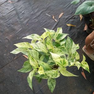 Chậu Trầu Bà Sữa Epipremnum aureum ‘Marble Queen’