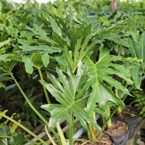 [Cây phong thủy] Trầu Bà Thanh Xuân chậu lớn - size trung