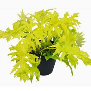 Trầu bà thanh xuân vàng size mini - philodendron selloum gold