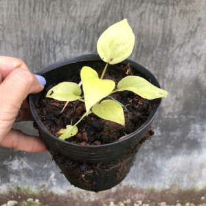 Trầu bà thanh xuân vàng size mini - philodendron selloum gold