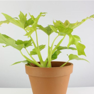 Trầu bà thanh xuân vàng size mini - philodendron selloum gold