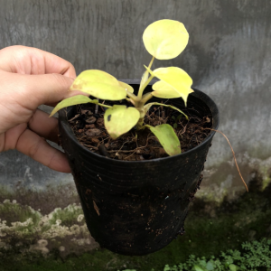 Trầu bà thanh xuân vàng size mini - philodendron selloum gold