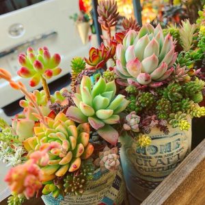 Combo 10 sen đá mini