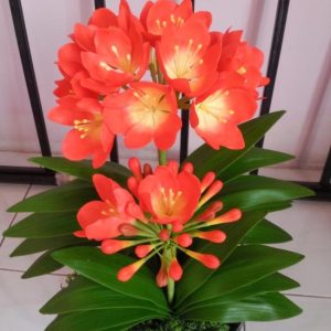 Cây lan quân tử bầu đất size đại ra hoa Tết Nguyên Đán - Lan Huệ Cam, Lan Huệ Đỏ, Đại Quân Tử