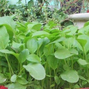 Gói 20GR hạt giống Cải Ăn Non Baby SV No 1