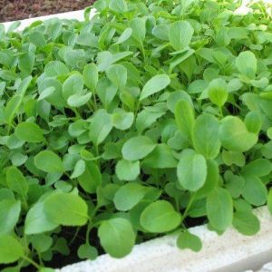 Gói 20GR hạt giống Cải Ăn Non Baby SV No 1