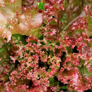 Gói 2GR hạt giống Rau Diếp Xoăn Đỏ