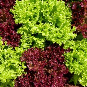 Gói 2GR hạt giống Rau Diếp Xoăn Đỏ