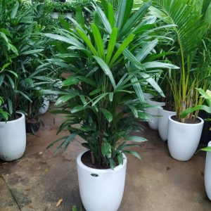 Cây giống Trúc Mây - Cây Mật Cật, Tông Trúc, Quan Âm Trúc - CayGiongTot