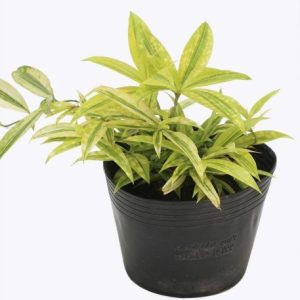 [Cây giống hoa] Trúc Nhật Vàng - CayGiongTot