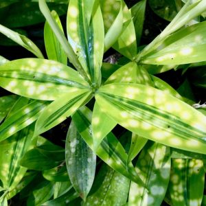 [Cây giống hoa] Trúc Nhật Vàng - CayGiongTot