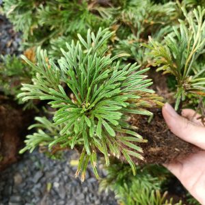 Cây trường sinh thảo - Hoàn sinh thảo - cây giống tạo dáng bonsai tiểu cảnh đẹp