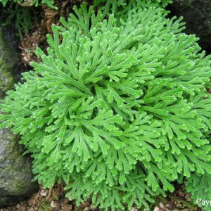 Cây trường sinh thảo - Hoàn sinh thảo - cây giống tạo dáng bonsai tiểu cảnh đẹp