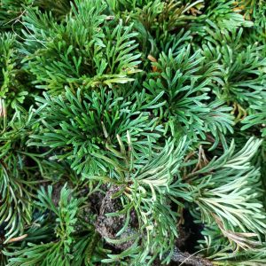 Cây trường sinh thảo - Hoàn sinh thảo - cây giống tạo dáng bonsai tiểu cảnh đẹp