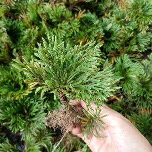 Cây trường sinh thảo - Hoàn sinh thảo - cây giống tạo dáng bonsai tiểu cảnh đẹp