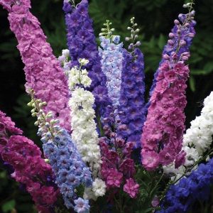 Gói 50 Hạt Giống Hoa Phi Yến Nhiều Màu - Nanuseeds