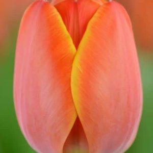 Combo 10 củ hoa tulip mix màu