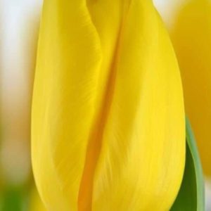 Combo 10 củ hoa tulip mix màu