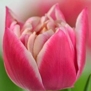 Combo 10 củ hoa tulip mix màu