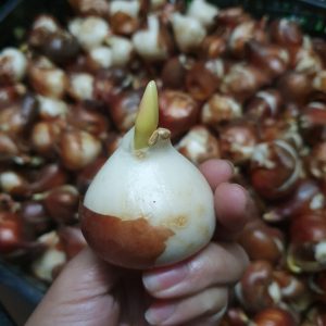 Combo 10 củ hoa tulip mix màu