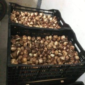 Combo 10 củ hoa tulip mix màu