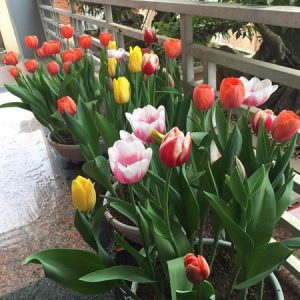Combo 10 củ hoa tulip mix màu