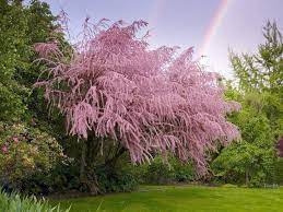 Cây giống Tùng hồng (pink Cascade) dễ trồng ra hoa quanh năm ở khí hậu nóng