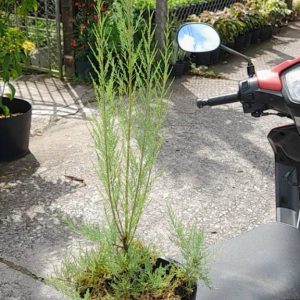 Cây giống Tùng hồng (pink Cascade) dễ trồng ra hoa quanh năm ở khí hậu nóng