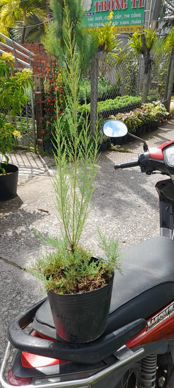 Cây giống Tùng hồng (pink Cascade) dễ trồng ra hoa quanh năm ở khí hậu nóng