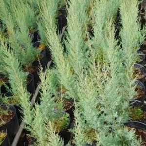 Cây giống Tùng hồng (pink Cascade) dễ trồng ra hoa quanh năm ở khí hậu nóng