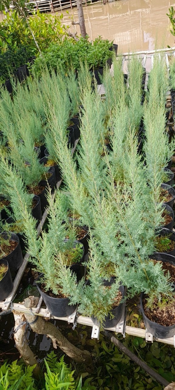 Cây giống Tùng hồng (pink Cascade) dễ trồng ra hoa quanh năm ở khí hậu nóng