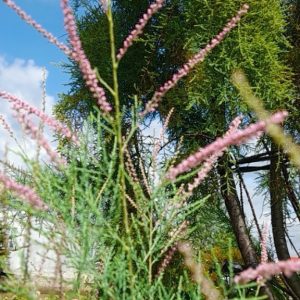 Cây giống Tùng hồng (pink Cascade) dễ trồng ra hoa quanh năm ở khí hậu nóng